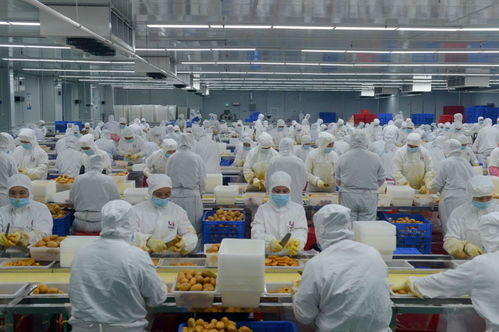 因勢利導(dǎo)貫通產(chǎn)加銷 深百協(xié)作共建農(nóng)業(yè)產(chǎn)業(yè)化 技術(shù)服務(wù)新格局